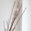 【生花】花桃 あけぼの　L　【届日限定3/1-5】