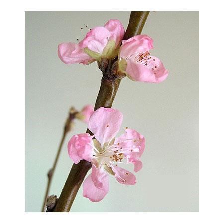 【生花】花桃 あけぼの　L　【届日限定3/1-5】