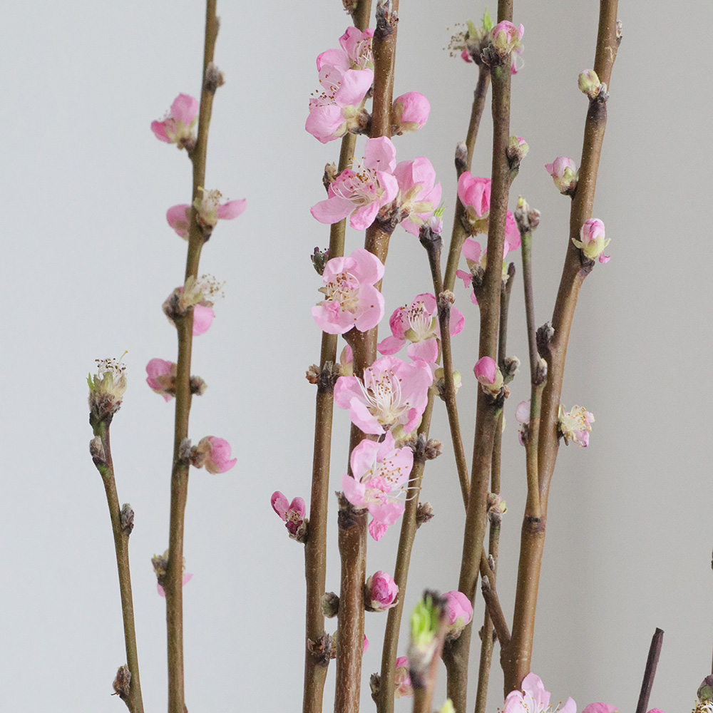 【生花】花桃 あけぼの　L　【届日限定3/1-5】