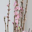 【生花】花桃 あけぼの　L　【届日限定3/1-5】