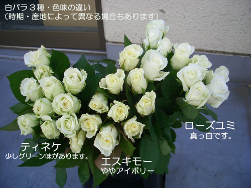 生花 母の日価格 バラ エスキモー 白 M 通販 はなどんやアソシエ 生花 母の日価格 バラ エスキモー 白 M 通販 はなどんやアソシエ