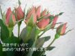 【直前0504】母の日☆バラ　ジュリア(茶)