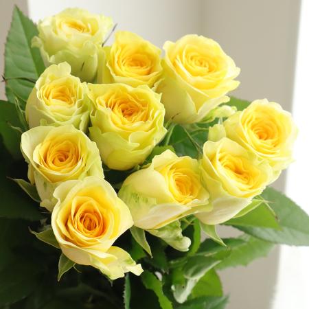 【生花】母の日☆バラ イリオス(レモンイエロー)40CM-