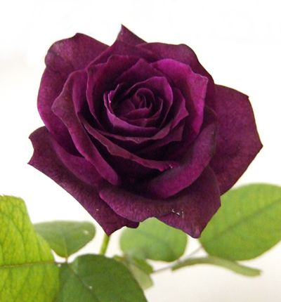 直前0506】バラ リーク(紫) - 花材通販はなどんやアソシエ