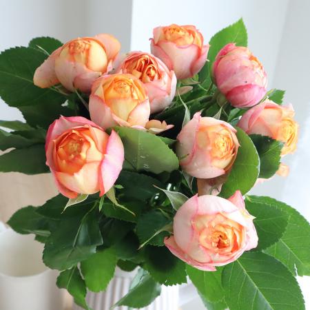 【直前!!!】バラ　ベビーロマンチカ(40センチ)【生花】