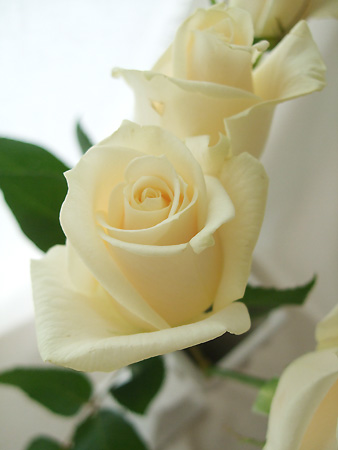 直前0506 母の日 バラ ベンデラ アイボリー 通販 はなどんやアソシエ