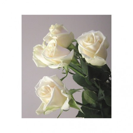 直前0506 母の日 バラ ベンデラ アイボリー 通販 はなどんやアソシエ