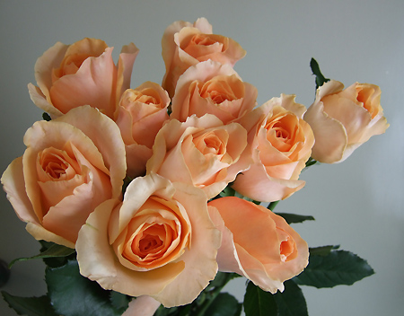 直前0506 バラ オークランド 淡オレンジ 通販 はなどんやアソシエ 直前0506 バラ オークランド 淡オレンジ 通販 はなどんやアソシエ