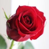 赤本 バラ売り⭕️ 赤バラ（生花・切り花）赤薔薇（赤絞り） 40本 長さ30センチ