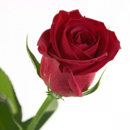 直前!】おまかせバラ 60cm以上指定(赤)サムライなど【生花】 - 花材