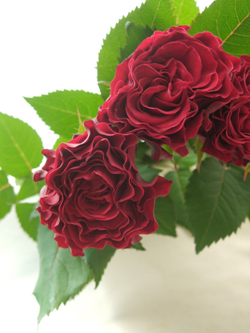 直前!】バラ マ・シェリ(赤) - 花材通販はなどんやアソシエ