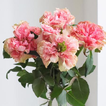 直前】バラ Y-ラロック 30cm程度 やぎばら園【生花】 - 花材通販はなど