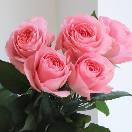 しままこ　カーテン2枚　サーモンピンク　布　ハギレ　大判　薔薇 楽天市場】花柄 生地 5420-27 ライトサーモンピンク プロバンス