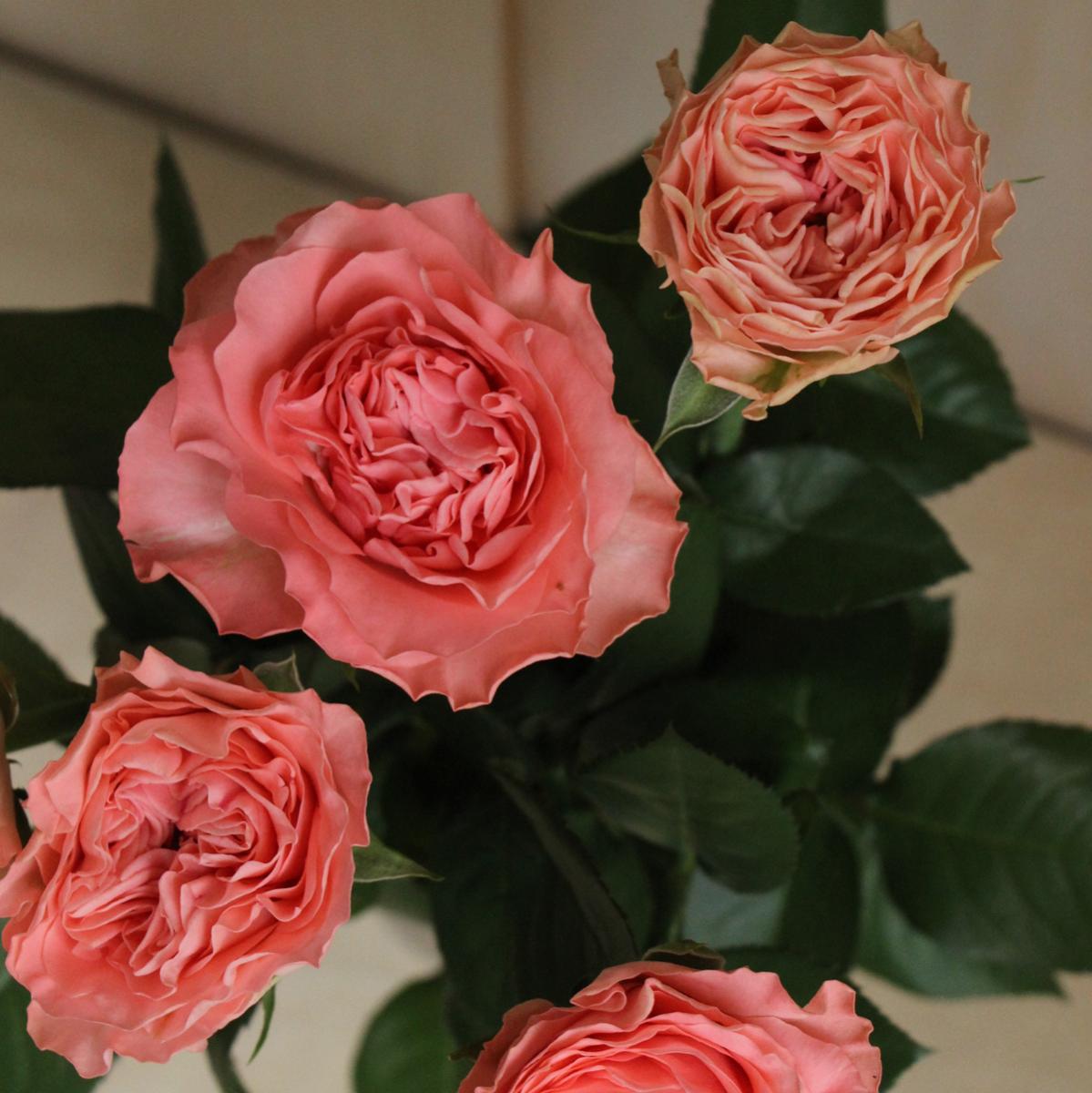 いく 薔薇セット f470dc1a10bb18e15d0fac2af9693a