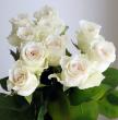 【直前!!】バラ　グランオマージュ(オフホワイト系)【生花】