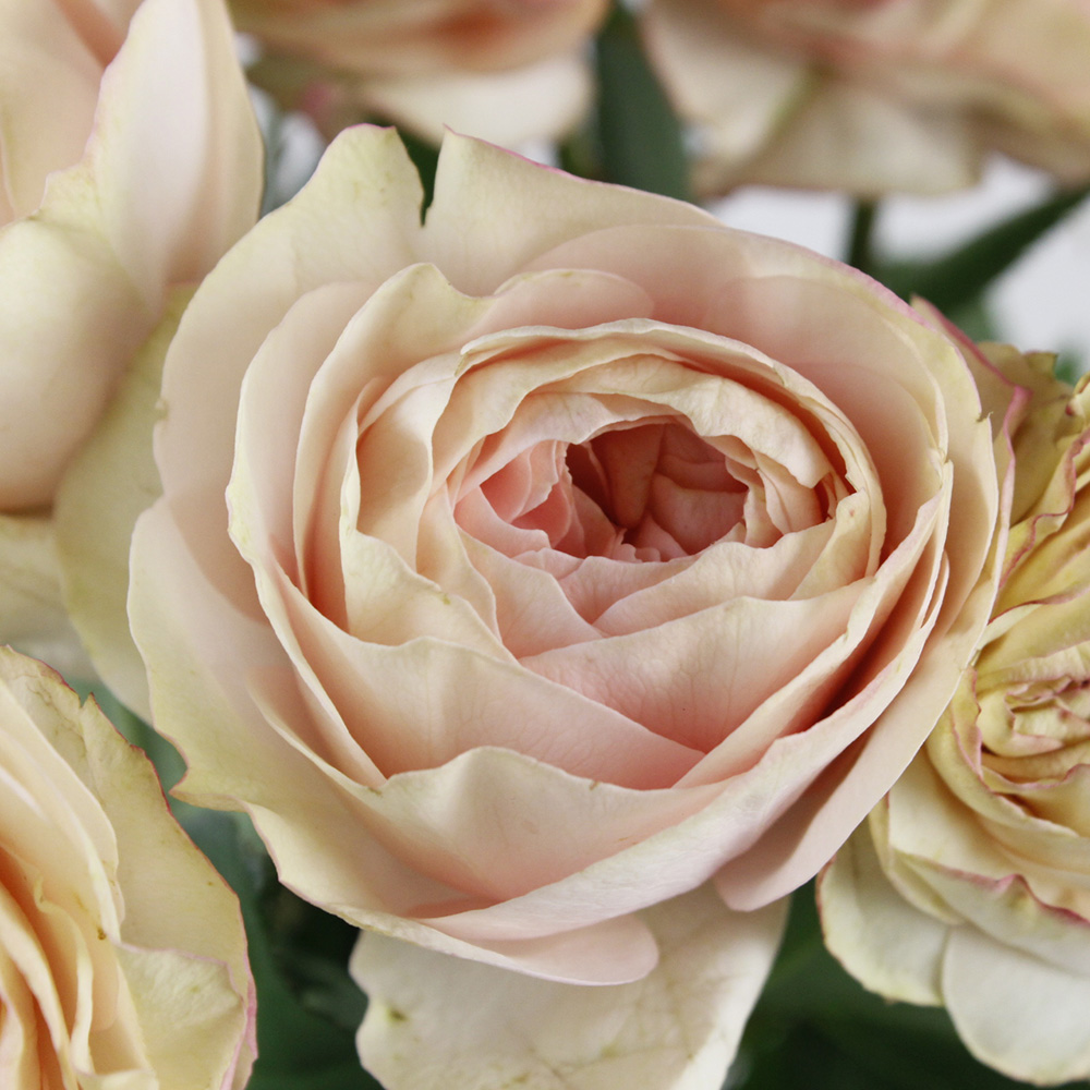 生花】母の日☆【後藤ばら園】バラ ポルトボナー(アンティーククリーム