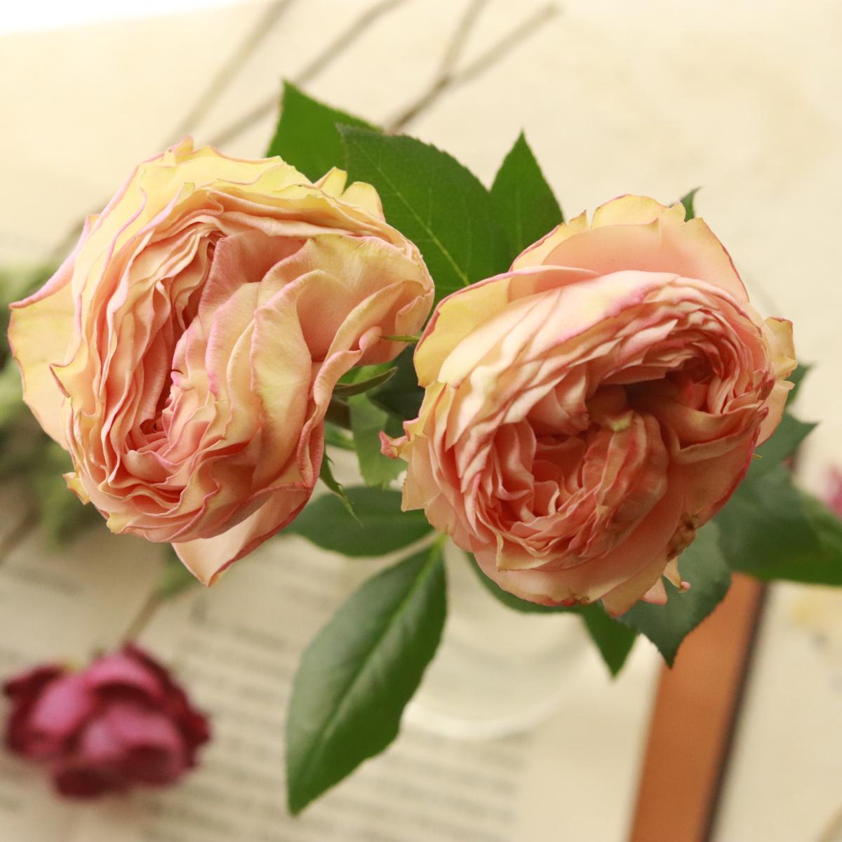 生花】母の日☆【後藤ばら園】バラ ポルトボナー(アンティーククリーム