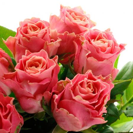 【生花】母の日☆バラ アーリエス+(ピンク系)金田バラ園