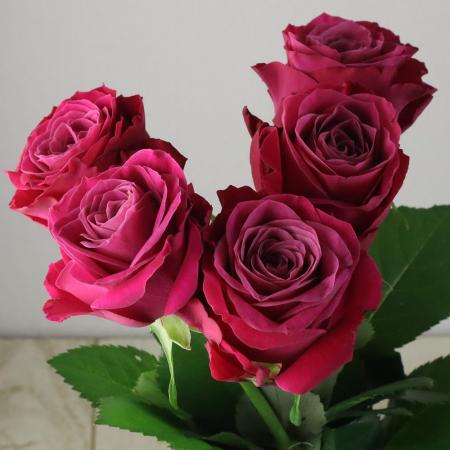 【生花】母の日☆バラ プライムチャーム+(濃いピンク)40cm 金田バラ園