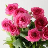 直前!!】バラ フェリシタル(ローズピンク)【生花】 - 花材通販はなどん