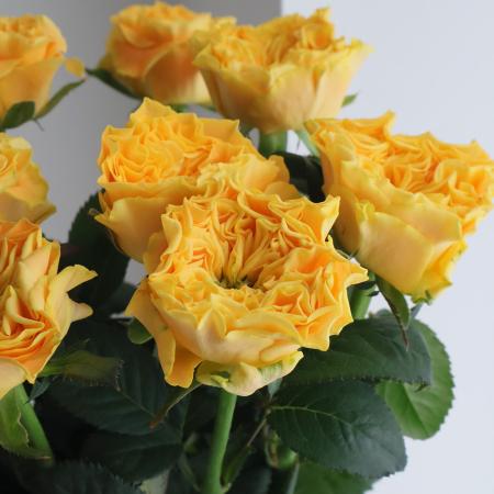 【生花】母の日☆バラ マンゴーリーバ(オレンジイエロー)40cm-