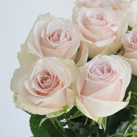 【生花】母の日☆バラ ソメイユ(淡いピンク)咲くとロゼット40CM