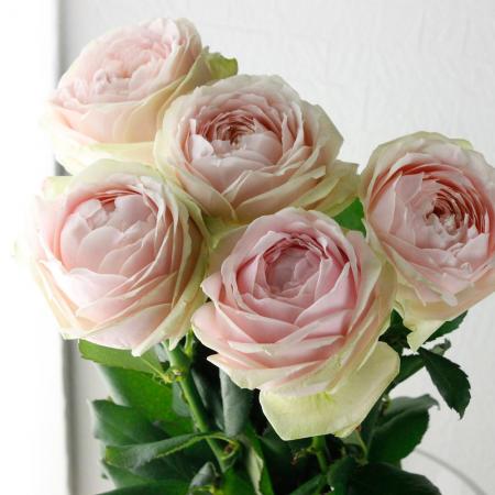 【生花】母の日☆バラ　アムールピンク+(大輪淡いピンク)クニエダ※入荷少 【IT-23】