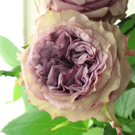 【生花】母の日☆バラ ドルチェット! 40CM- 金田バラ園