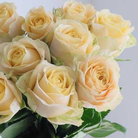 【生花】母の日☆バラ サマーシャイン+(黄色系)40CM- 金田バラ園