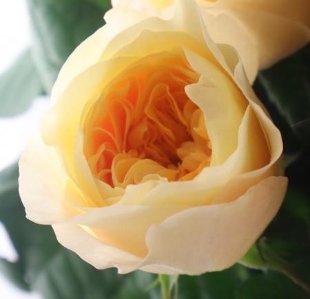 【生花】母の日☆バラ ミエルテ(イエロー系カップ咲き)40m程度 前橋バラ組合