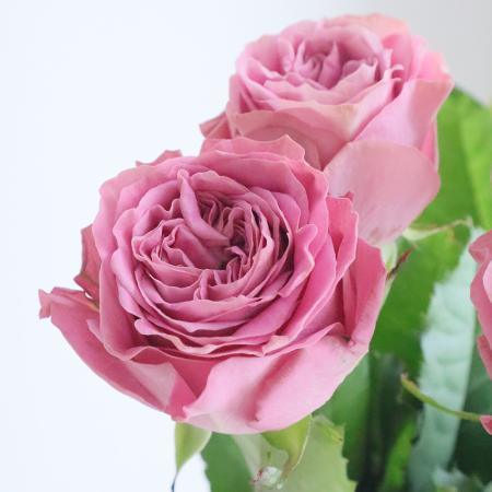 【生花】母の日☆バラ リバーデイル+(くすみパープルピンク)40CM- 金田バラ園