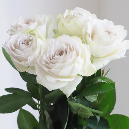 【生花】母の日☆バラ エマーブルホワイト(オフホワイト系)40cm程度 豊川ひまわり