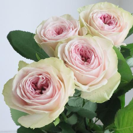 【生花】母の日☆バラ バレリーナサマーハウス(ピンク)40CM