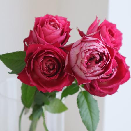 【生花】母の日☆バラ ビズビズ(赤系カップ)40CM- 金田バラ園