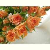 【生花】母の日週価格:SPバラ　マカレナ(オレンジ)