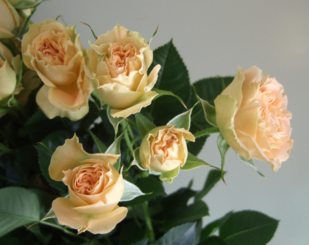 【生花】緊急ボリュームSALE★SPバラ　アンティークレース　40cm