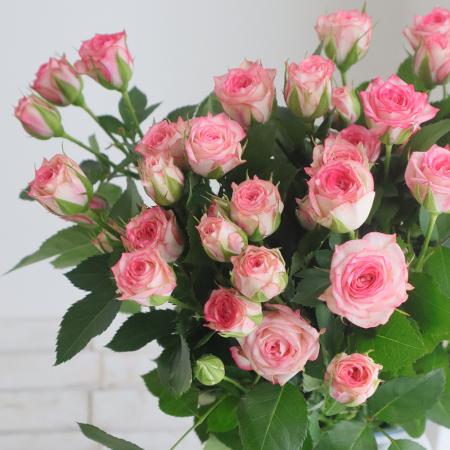 【生花】母の日☆SPバラ ピンクワルツ(ピンク複色)40CM 金田バラ園