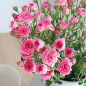 生花】母の日☆SPバラ リトルウッズ(極小輪ピンク)30cm程度 【IT-23