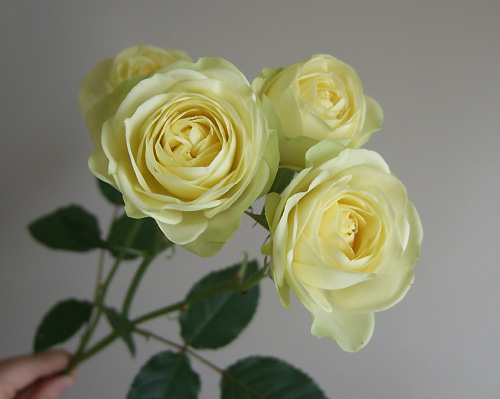 生花 母の日 Spバラ クリーミーエデン 淡い黄 通販 はなどんやアソシエ 生花 母の日 Spバラ クリーミーエデン 淡い黄 通販 はなどんやアソシエ