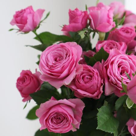 【生花】母の日☆SPバラ ウーピー(ピンク)40CM- 清水農協