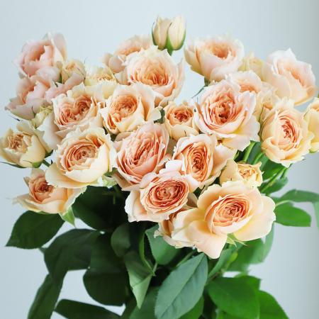 【生花】母の日☆チアガールアプリコット(淡オレンジ〜ベージュ)