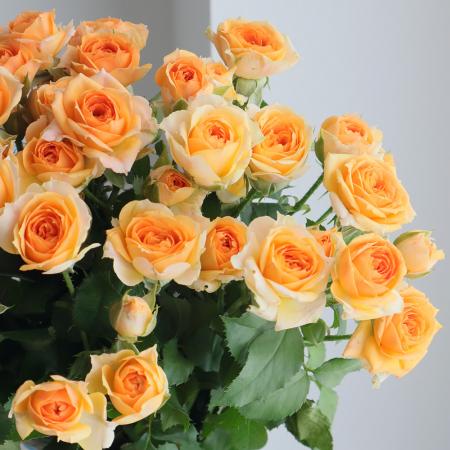 【生花】母の日☆SPバラ プラビーダ(淡いオレンジ)40CM