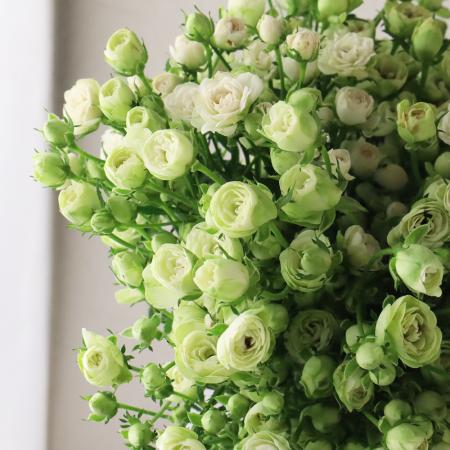 【直前】SPバラ　ヴェールウッズ(極小輪)20〜30cm前後量【生花】