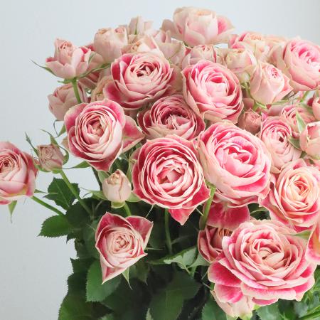 【生花】母の日☆SPバラ チアフル(ピンク複色)