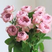 【生花】母の日☆SPバラ モーヴティアラ（パープル系ロゼット咲き）40CM-