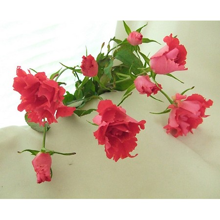 生花】pt【國枝バラ園】母の日週間価格:SPバラ JJ(赤)※入荷少 - 花材