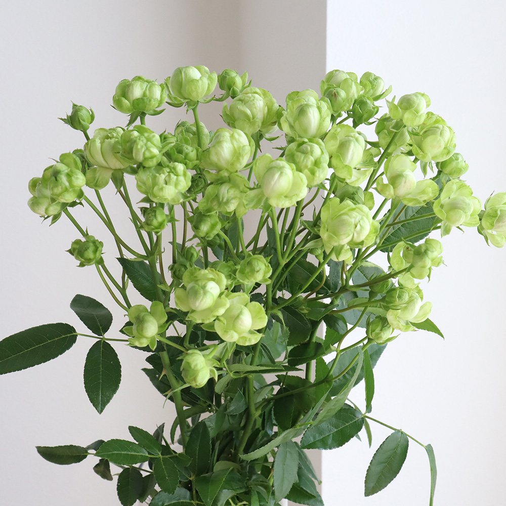 直前 Spバラ エクレール グリーン 70cm 通販 はなどんやアソシエ 直前 Spバラ エクレール グリーン 70cm 通販 はなどんやアソシエ