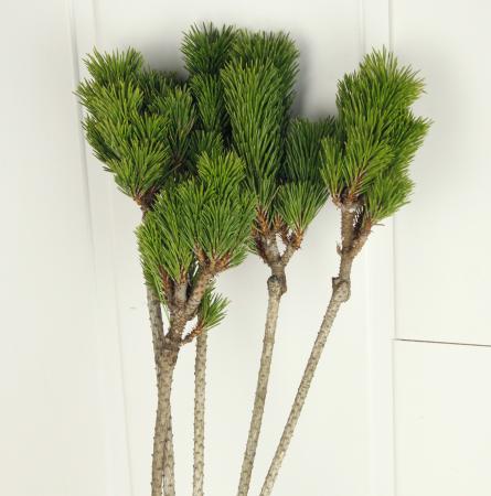 【在】白寿(ハクジュ)