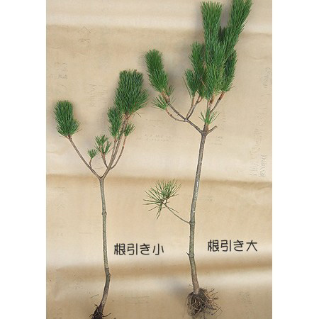 生花 年末お届け 5本売り根引き松 小 12 11以降届日限定 通販 はなどんやアソシエ 生花 年末お届け 5本売り根引き松 小 12 11以降届日限定 通販 はなどんやアソシエ