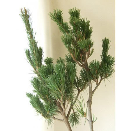 Goyoumatsuさん専用 G-818_53.jpg